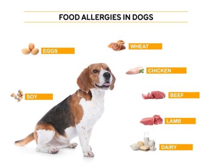 Can Carrots Cause Allergies In Dogs