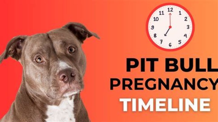 Question: How Long Does Pitbull Dogs Stay Pregnant